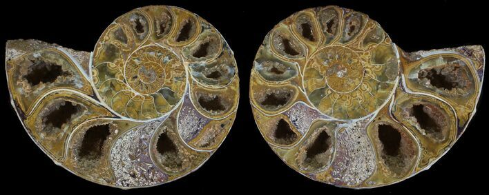 Cut & Polished, Agatized Ammonite Fossil - Jurassic #53816